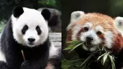 7 Key Differences Between Giant Pandas and Red Pandas