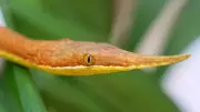 7 Snakes with Incredible Camouflage Skills That Disappear into Surroundings