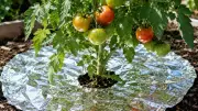7 Surprising Aluminum Foil Hacks for Your Garden