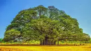 8 Iconic State Trees of India Every Traveller and Nature Lover Should Know