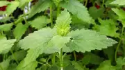 8 Mosquito-Repelling Plants for Your Balcony Garden This Summer