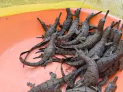 80 Gharial Hatchlings Transferred to Upgraded Rearing Centre in Palighat