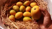 9 Mangoes Not Grown in India and Their Unique Global Appeal