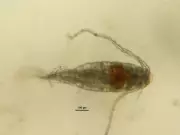 Acid Rain Triggered Rapid Evolution in Tiny Lake Creatures, Study Finds