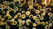 ADB Approves $42.2M Loan for Bamboo Industries in Northeast India