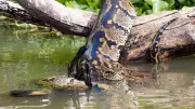 African Rock Python: Africa's Largest Native Snake and Its Role in Ecosystems