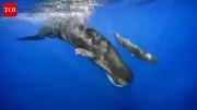 AI Decoding Animal Language: Are We Ready to Talk to Whales and Dolphins?