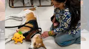 Aloka, the 'Peace Dog', Arrives in Delhi, Meets Maneka Gandhi