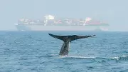 Ancient Whale Graveyard Sheds Light on Ocean Ecosystems