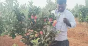 Andhra Farmer Grows Heat-Resistant Apples in Anantapur's Extreme Heat