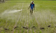 Andhra Pradesh launches digital fertiliser distribution system from Monday