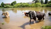 Animal-Inclusive Disaster Planning Key to Faster Recovery