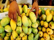 APEDA facilitates first sea shipment of Banganapalle mangoes to Singapore