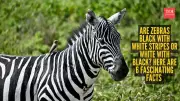 Are Zebras Black with White Stripes? 6 Fascinating Facts