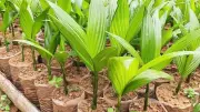 Arecanut Cultivation Gains Prominence in Tumakuru, Karnataka