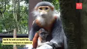 Baby Monkey Mi Steals Hearts at Japan's Zoorasia Zoo