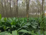 Bajra Replaces Cotton in South Haryana Fields Due to Pest Infestation
