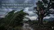 Bamboo That Bends Is Stronger Than Oak That Resists: A Lesson in Flexibility