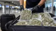 Bangkok Passenger Held with Rs 523 Crore Hydroponic Ganja at Bengaluru Airport