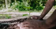 BDA Plans 15 Lakh Saplings on June 27, Aims for Guinness World Record