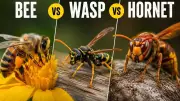 Bee, Wasp, or Hornet: Key Differences Between Pollinator, Predator, and Giant Stinger