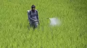 Bengal's Development Paradox: Agriculture and Health Shine, Environment and Infrastructure Lag