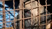 Bengaluru Activists Demand Action Against Animal Cruelty