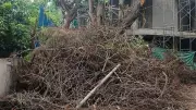 Bengaluru Couple Struggles with Debris from Fallen Tree a Month On