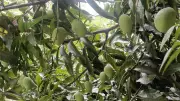 Bengaluru's Backyard Mango Economy Thrives as Residents Share Fruit