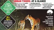 Bhopal's Urban Tigers: A Global Conservation Success Story
