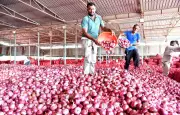 Bhujbal flags irregularities in politician-led FPOs for onion procurement