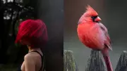 Bird Study Reveals Red Hair May Protect Cells from Damage, Not Just Color