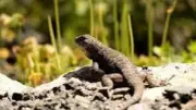 Bizarre Lizard Defense Tactics: Tail Dropping, Blood Shooting, and More