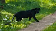 Black Panther Sighted for First Time in Assam's Dulung Reserve Forest