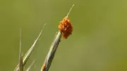 Blister Beetle Larvae Mimic Flower Scents to Trick Bees in First Known Case