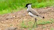 BNHS Launches India's First Telemetry Study of River Lapwings in Ganga Basin