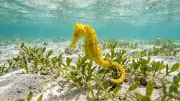 BNHS Rescues Three Seahorses from Ghost Gear in Ratnagiri Creeks