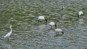 Book Highlights Democratic Fight for Bengaluru's Lakes