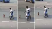 Boy Helps Disabled Dog Cross Road, Heartwarming Video Goes Viral