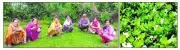 Brahmi Cultivation Empowers Women, Boosts Incomes in Kangra Village