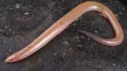 Brahminy Blind Snake: The Flowerpot Snake That Travels the World in Plant Soil