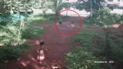 Brother leaps from first floor to save 6-year-old from dog attack in Kerala