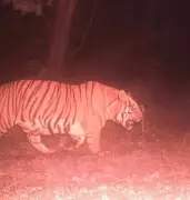Buxa Tiger Reserve to Get Two Female Tigers on Global Tiger Day