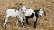 Canadian Farmer Kicks Cougar to Save Pet Goat Named After Ninja Turtle