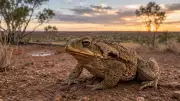 Cane Toads in Australia: Evolution and Spread Across the Continent