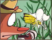 Carri-On, Ruddy! New Book by Rohan Chakravarty Brings Nature Detective Back