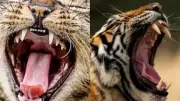 Cat Teeth vs Tiger Teeth: Nature’s Fierce Carnivore Designs Compared