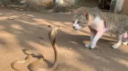 Cats vs Snakes: Which Is Faster? Reflexes and Survival Strategies