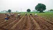Centre Confirms Adequate Kharif Seeds, Warns of Uneven Distribution