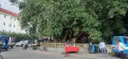 Century-old bamboo grove saved from felling in Dehradun after vendor intervention